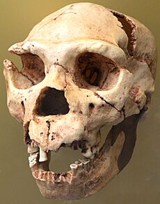 Homo heidelbergensis. Museo de Prehistoria de Valencia