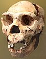 Homo heidelbergensis. Museo de Prehistoria de Valencia