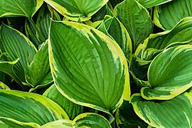 Hosta two-tone 3