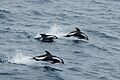 Hourglas dolphin