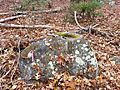 Indian grinding stone mortar on Legion Trail near Legion Cabin on Nobscot Hill at Nobscot Scout Reservation in Sudbury and Framingham Massachusetts MA USA