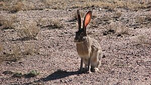 Jack Rabbit Ears