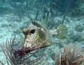 Lactophrys Pickles Reef