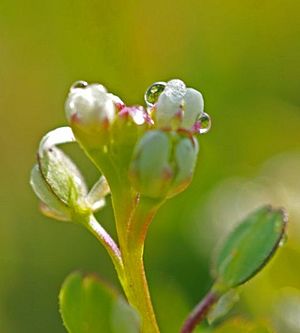 Lepidium dictyotum.jpg