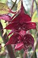 Leycesteria formosa colourful bracts stripped of fruit