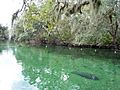Manatee in blue spring