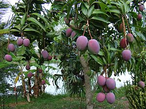A tree full of 'Tommy Atkins' mangoes with a purplish color