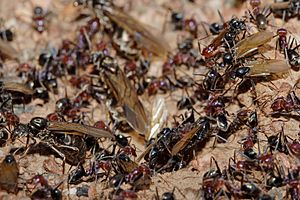 Meat eater ant nest swarming02