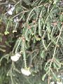 Melaleuca alternifolia (Maria Serena) flowers