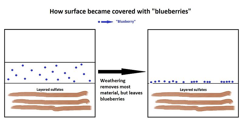 Meridianiblueberries