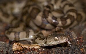 Mona Boa coiled with tongue extended