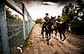 Mounted policemen at Hungary-Serbia border barrier