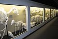 Museum of osteology ungulate exhibits