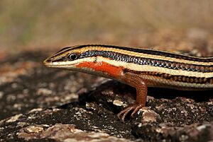 Nagarjuna sagar Skink.jpg