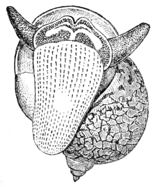 Natural History - Mollusca - Limneus Auricularis