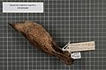 Naturalis Biodiversity Center - RMNH.AVES.140996 1 - Diphyllodes magnificus magnificus (Pennant, 1781) - Paradisaeidae - bird skin specimen
