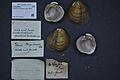 Naturalis Biodiversity Center - ZMA.MOLL.418521 - Epioblasma haysiana (Lea, 1834) - Unionidae - Mollusc shell.jpeg