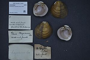 Naturalis Biodiversity Center - ZMA.MOLL.418521 - Epioblasma haysiana (Lea, 1834) - Unionidae - Mollusc shell
