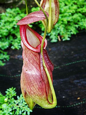 Nepenthes in the Southern Western Ghats