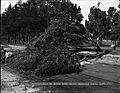 Obstruction on tracks during San Francisco Streetcar Strike 1907