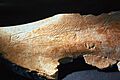 Omoplato o escápula con la silueta de una cabeza de cierva, procedente de las excavaciones de la Cueva del Mirón 02