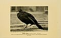 Orton's Guan (Penelope ortoni)