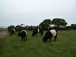 Pasture, with Ancient Cattle of Wales (Gwartheg Hynafol Cymru)... - geograph.org.uk - 911106.jpg