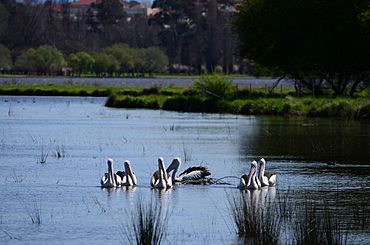 Pelicans at the wetlands.jpg