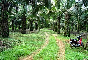 Perkebunan kelapa sawit milik rakyat (12)