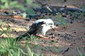 Pied babbler foraging