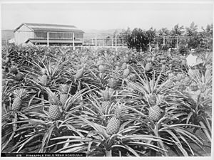 Pineapple field near Honolulu, Hawaii, 1907 (CHS-418)