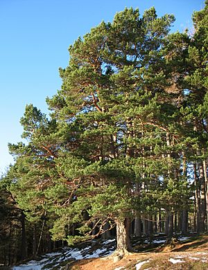 Pinus sylvestris Glenmuick.jpg