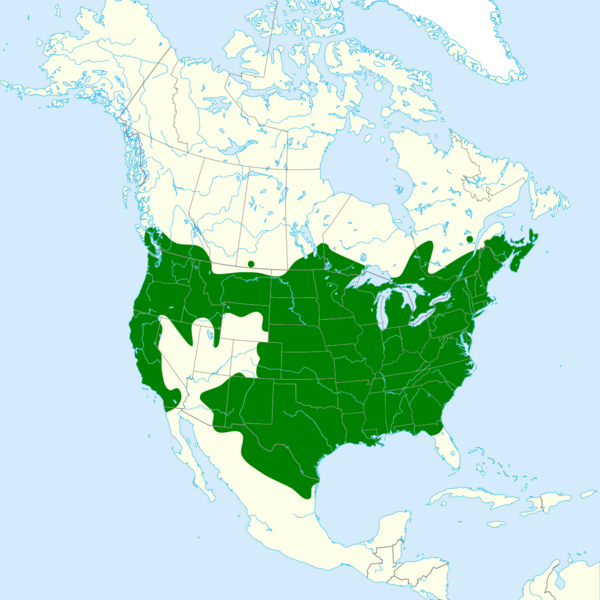 Plathemis lydia map