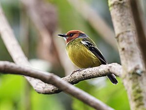 Poecilotriccus luluae - Johnson's Tody-Tyrant.jpg