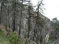 Pseudotsuga macrocarpa LytleCreek2