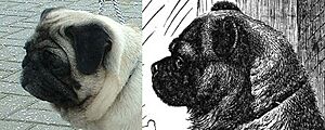 PugHeads