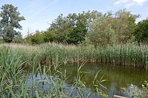 Purwell Ninesprings 2
