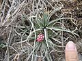 Puya minima (JP-NS) 5693