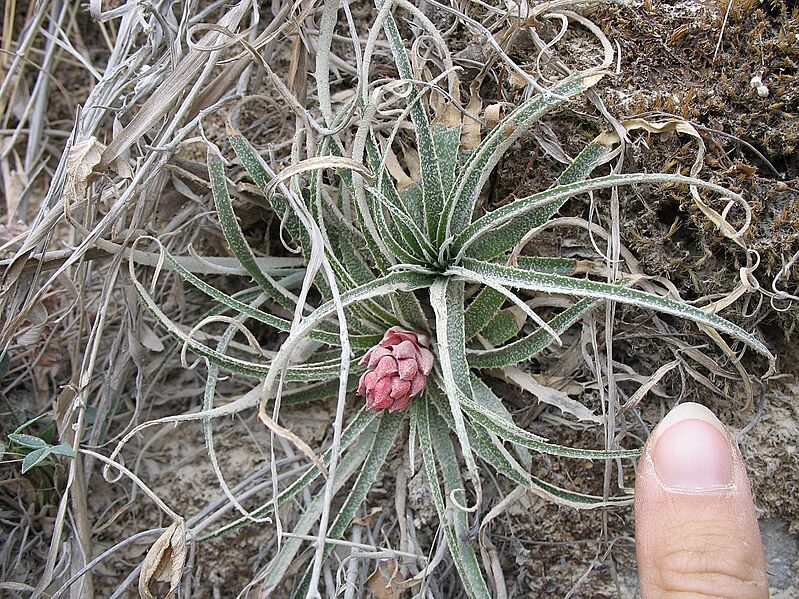 Puya minima (JP-NS) 5693