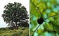 Quercus lyrata (TVA)