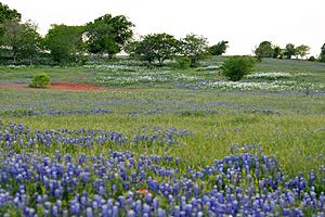 Ranch and pastureland with wildflowers in the Blackland Prairie eco-region of Texas. County Road 268, Lavaca County, Texas, USA (19 April 2014).jpg
