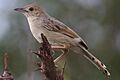 Rattling cisticola, Cisticola chiniana, at Marakele National Park, Limpopo, South Africa (23549328813)