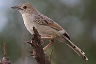 Rattling cisticola, Cisticola chiniana, at Marakele National Park, Limpopo, South Africa (23549328813)