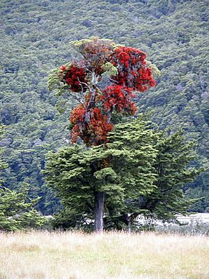 Red mistletoe, Hopkins River, New Zealand