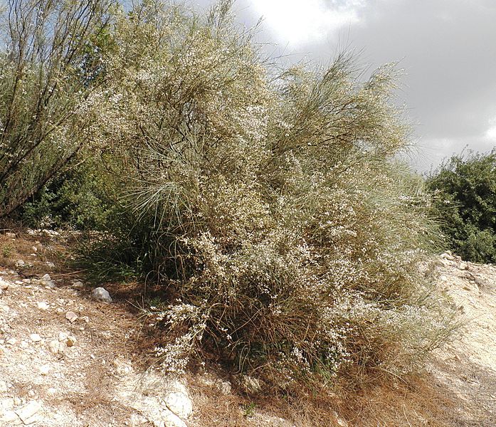 Retama raetam 1 cropped