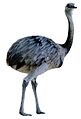 Rhea white background