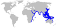 Rhina ancylostoma rangemap