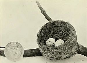 Rhipidura fuliginosa cervina nest