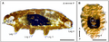 Richtersius coronifer in active and tun states