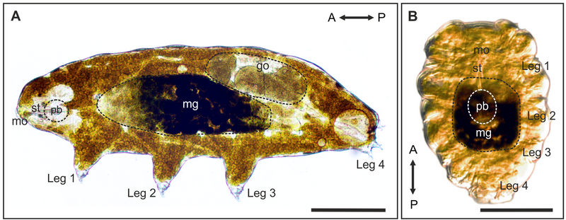 Richtersius coronifer in active and tun states